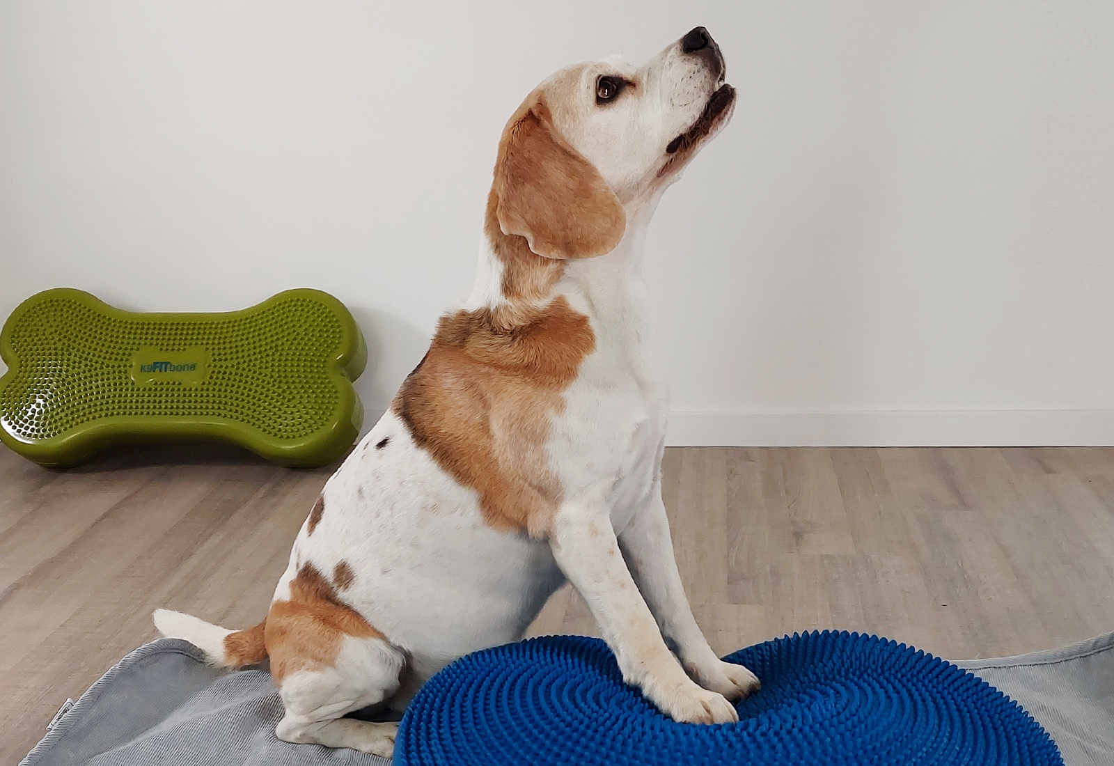Aktive Übungen Training für Hund und Pferd Köln Tierphysiotherapie Balance Pad Fitbone Peanut Muskelaufbau Rückenmuskulatur stärken Sehnenerkrankungen