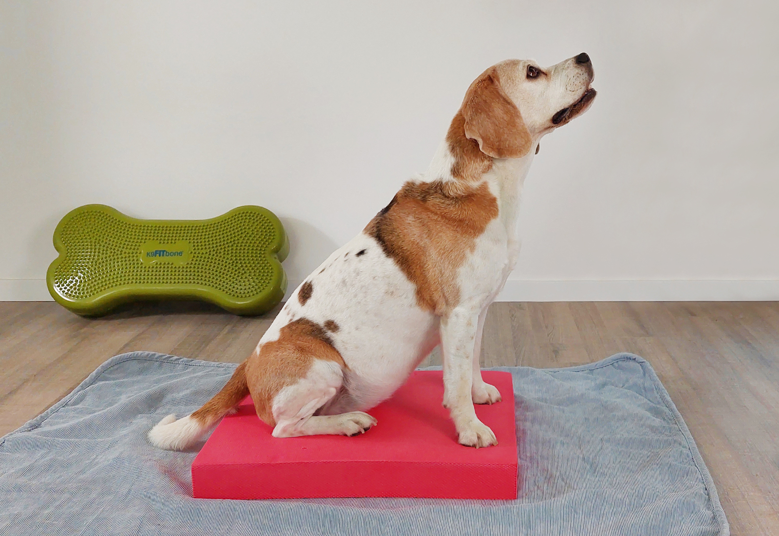 Balance Pad Gleichgewicht und Koordinationsübungen