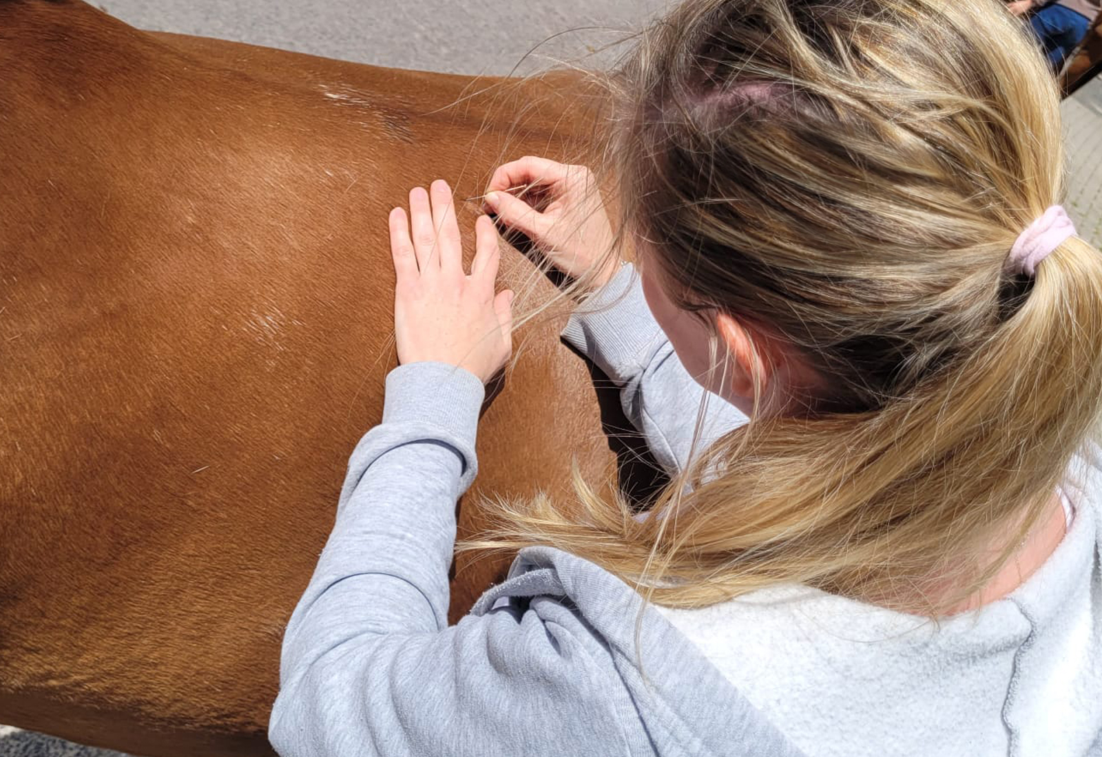 Tierphysiotherapie Köln - Dryneedling Pferd Schmerzpunkte Triggerpunkte Pferd Rückenschmerz Behandlung Nadeln Verspannungen Trageerschöpfung Sattelpunkte Schmerzbehandlung