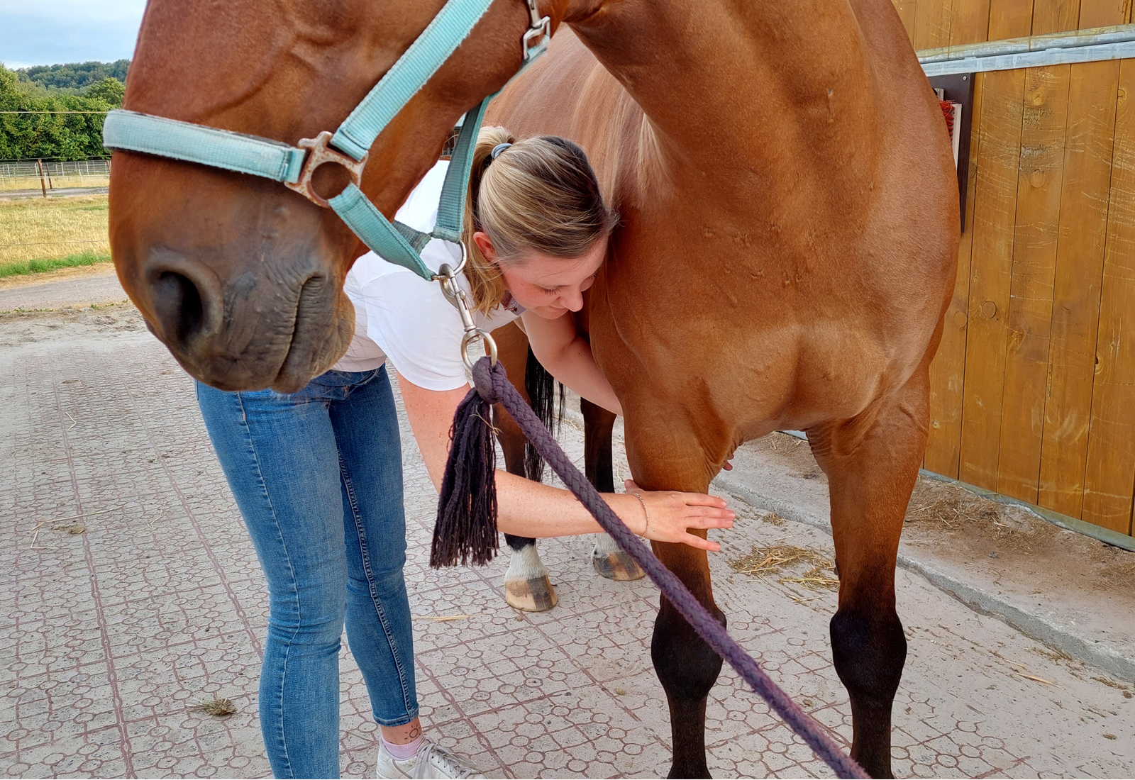 Tierphysiotherapie Köln - Lymphdrainage Pferd Schmerz Hufrehe angelaufene Läufe Lymphstau Schmerz Spannung Lymphflüssigkeit