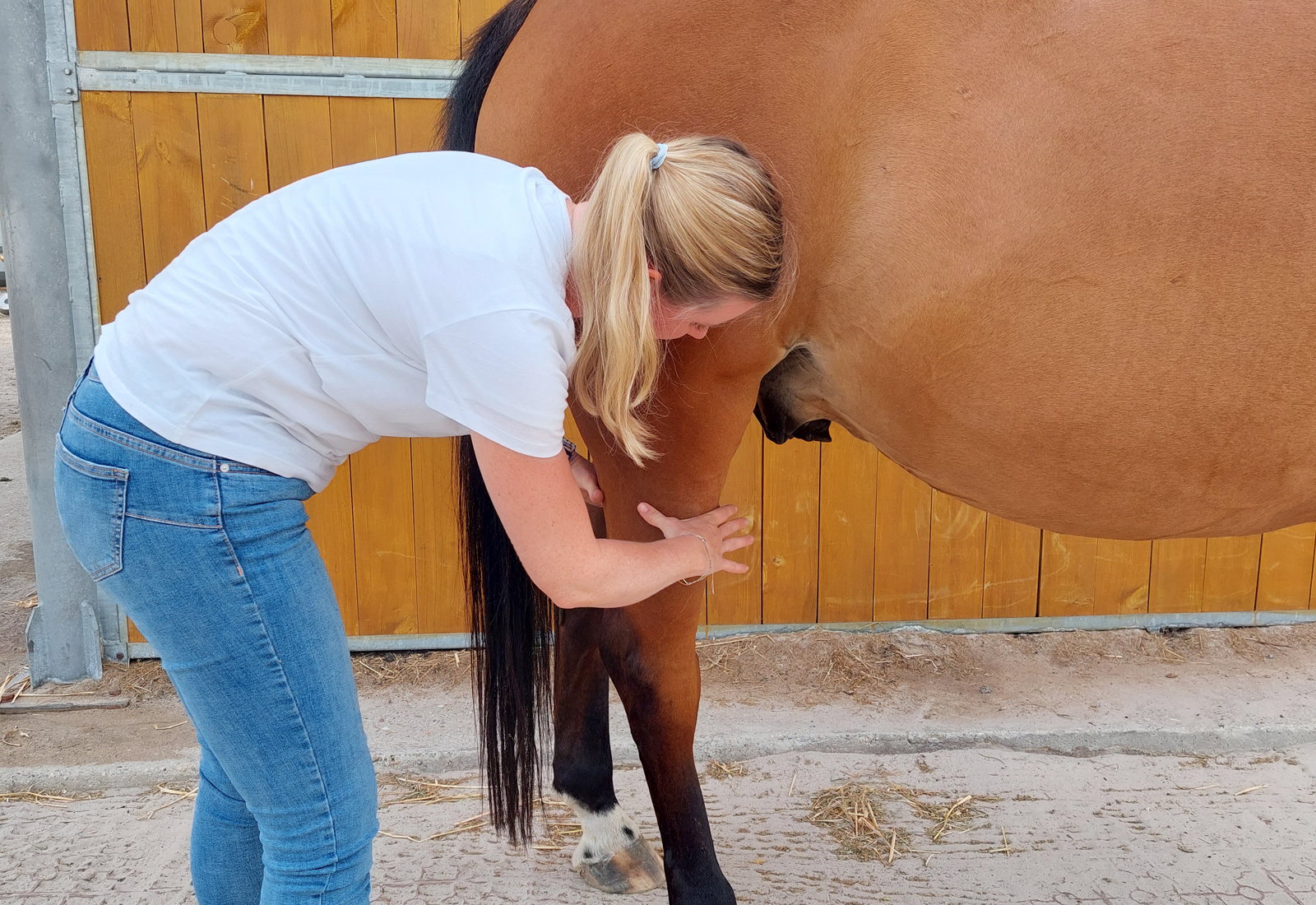 Lymphdrainage Pferd - Zertifizierte Tierphysiotherapie Köln Hinterläufe geschwollen Bein angelaufen Ödeme Schmerz Spannung