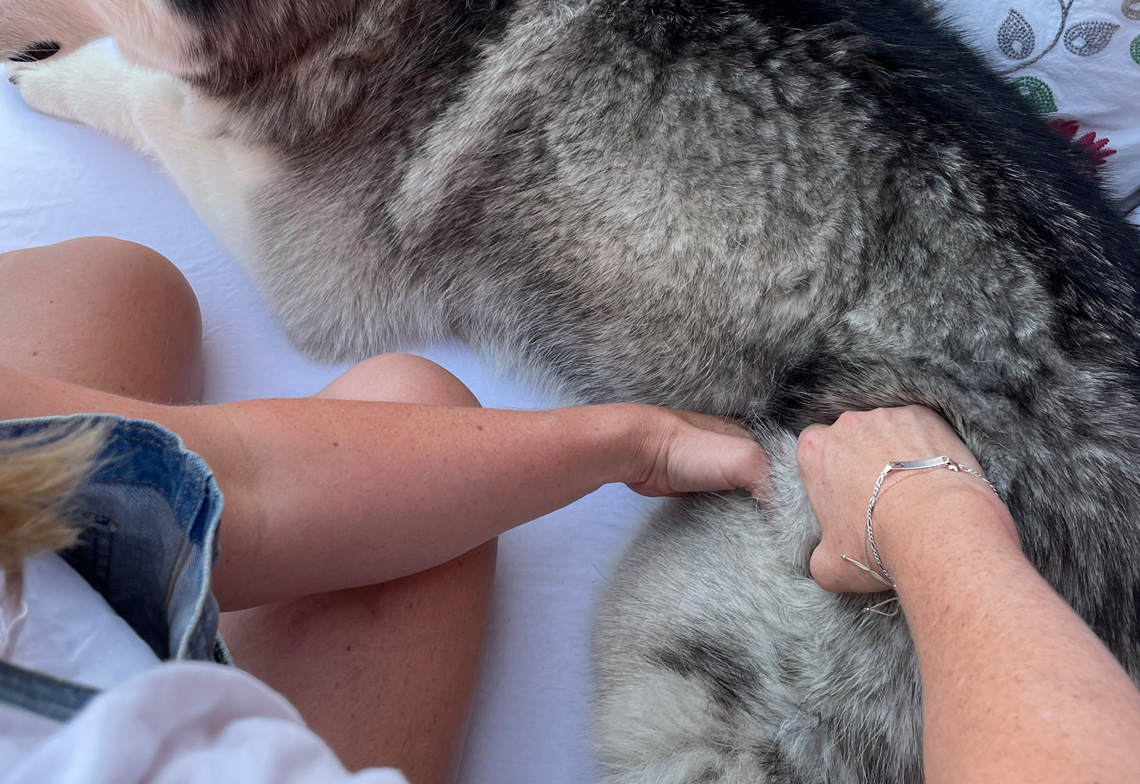 Manuelle Therapie - Tierphysiotherapie Köln Verspannungen lösen Hund und Pferd Muskulatur Verhärtungen Gangbild