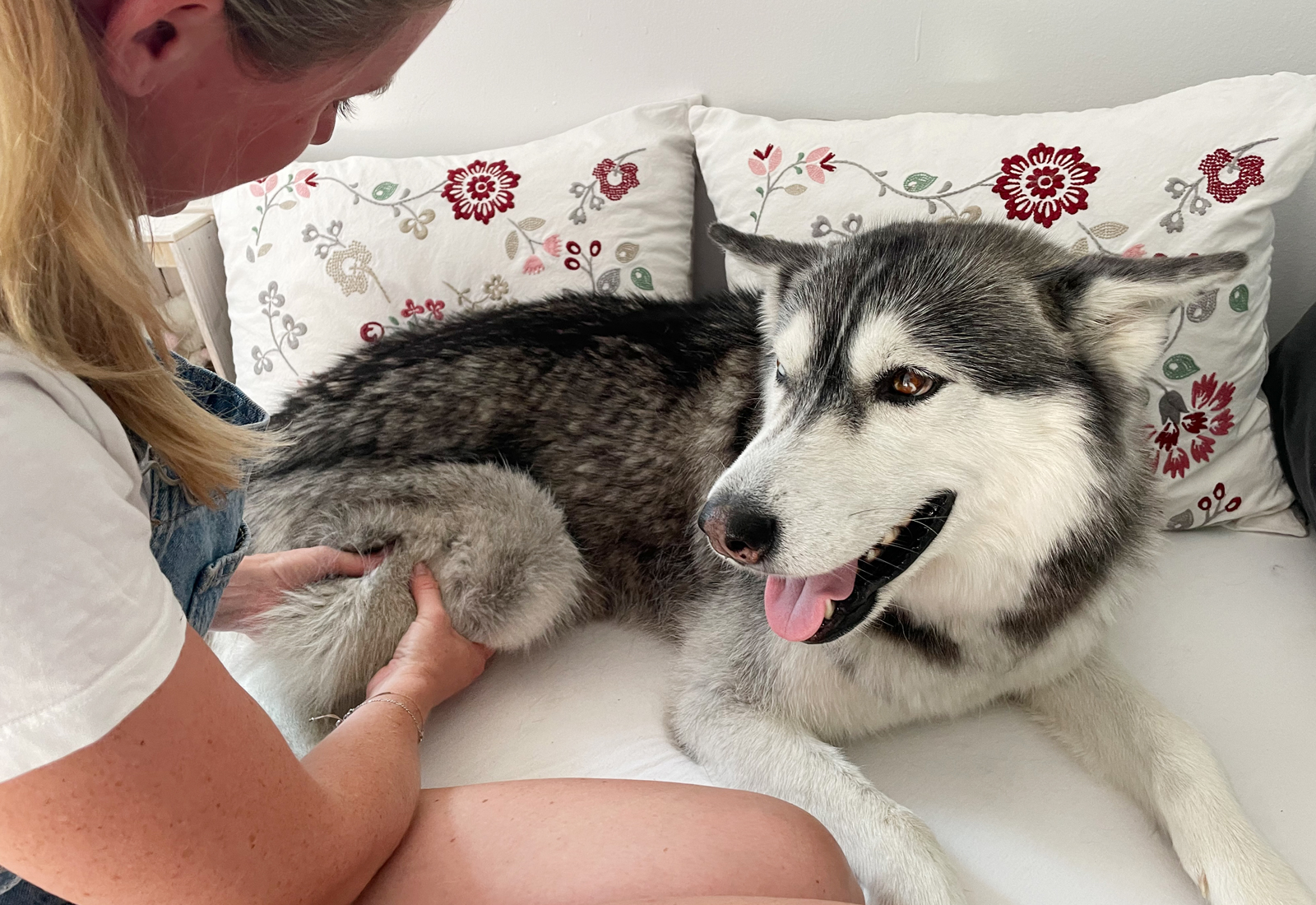 Tierphysiotherapie Köln - Manuelle Therapie Hund Gelenkprobleme Schmerz auftreten Muskelverspannung lösen Hinterläufe Vorderläufe