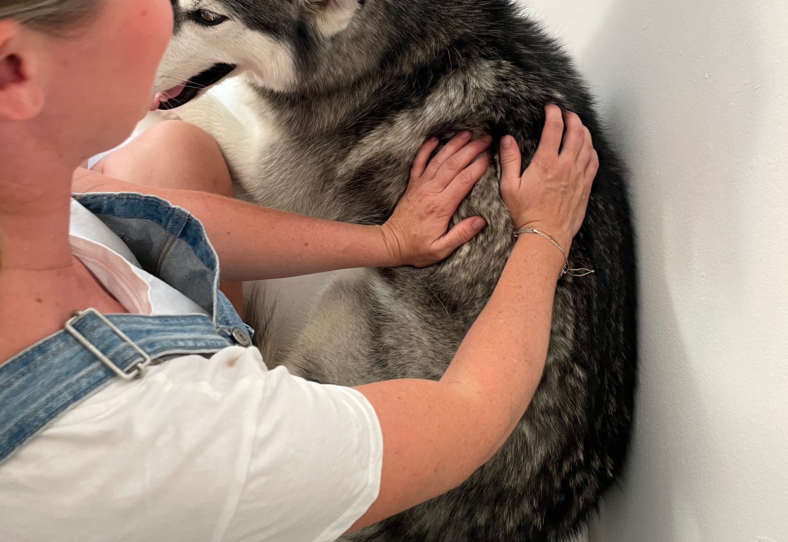 Zertifizierte Tierphysiotherapie Köln - Manuelle Therapie Hund Massage lockern Muskulatur Muskelverspannung Schmerz läuft nicht richtig