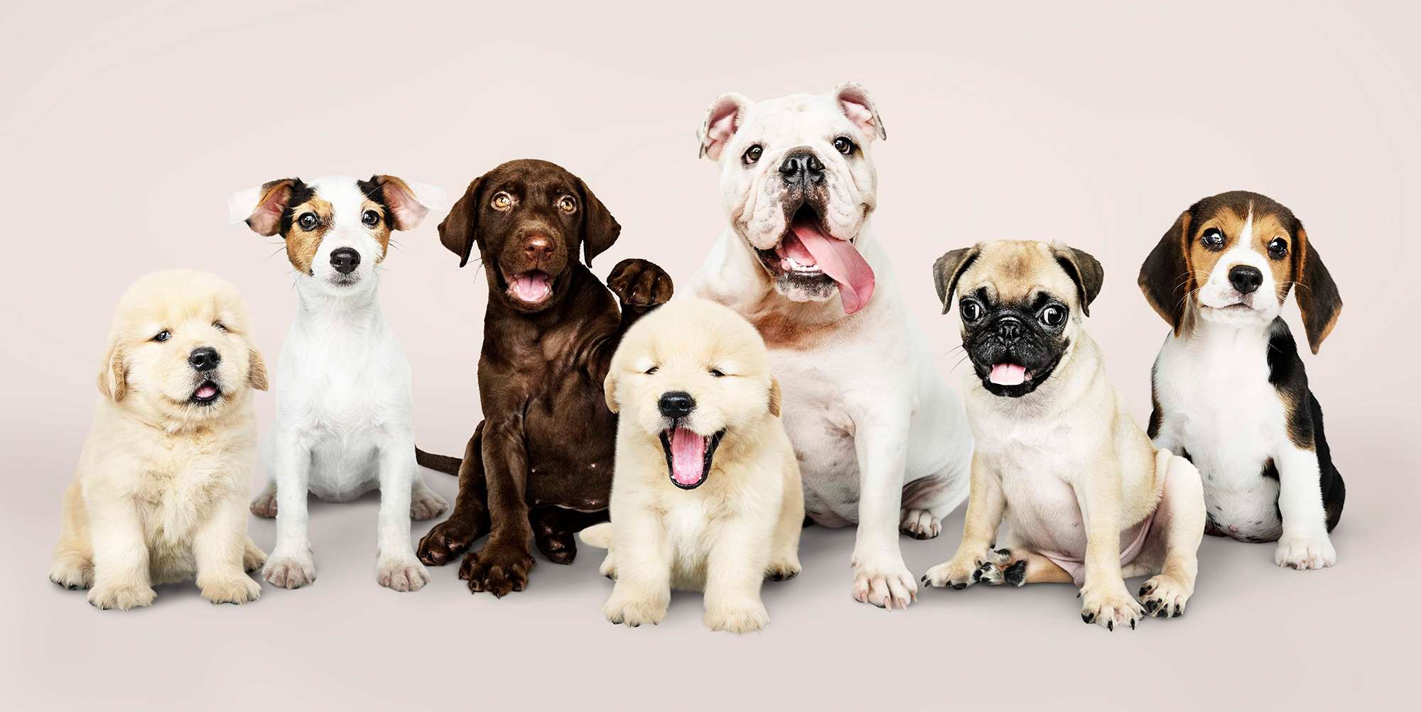 Tierphysiotherapie Köln - Für Hunde von jung bis alt