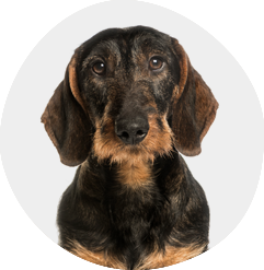 Tierphysiotherapie Köln - Ersttermin für deinen Hund Gangbild Check Anamnese Diagnostik Gelenkserkrankungen Bewegungsapparat Analyse