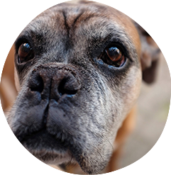Tierphysiotherapie Köln - Fit im Alter mit Fell Physio Schmerzen alter Hund Unterstützung Muskulatur Verspannung Probleme Rücken Durchblutung