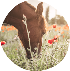 Tierphysiotherapie Köln - Therapiepakete für dein Pferd Manuelle Therapie Muskelaufbau Triggerpunkte lösen Hartspann Sattellage Trageschwäche